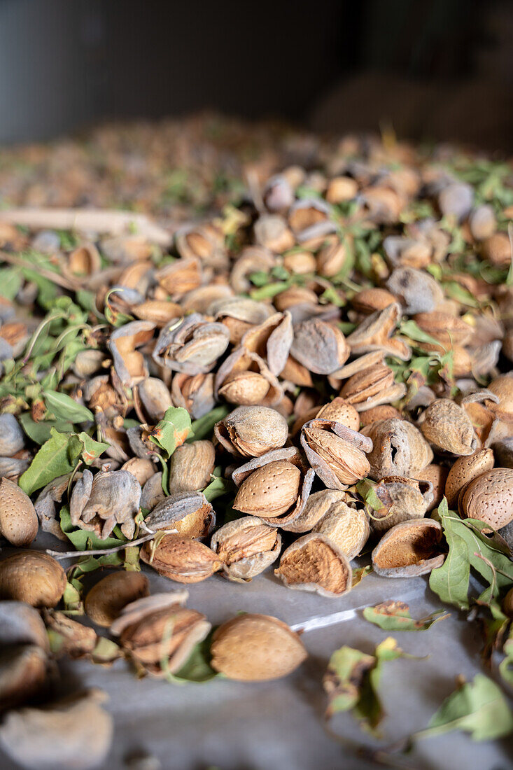 Bunch of fresh ripe almonds with cracked open shells and green leaves scattered on fabric in countryside during harvest season