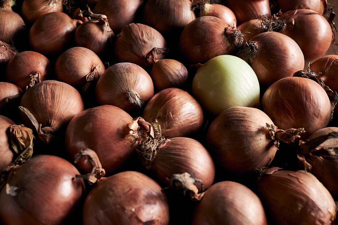 From above of many fresh whole onions with dry peel arranged in pile