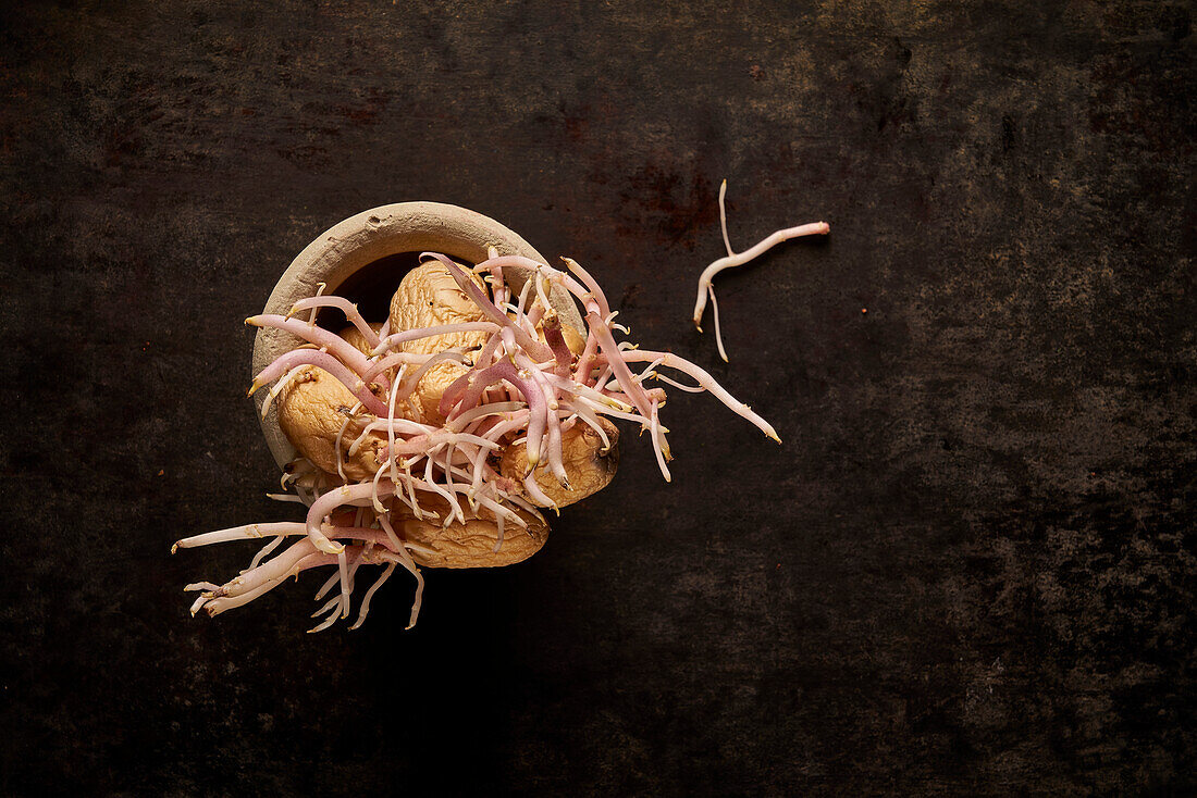 Top view composition of pile of old potatoes with germinating sprouts placed on black background