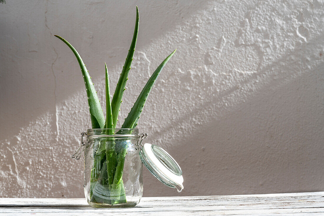 Strauß frischer grüner Aloe-Vera-Blätter in einem Glasgefäß auf einem Holztisch im Studio
