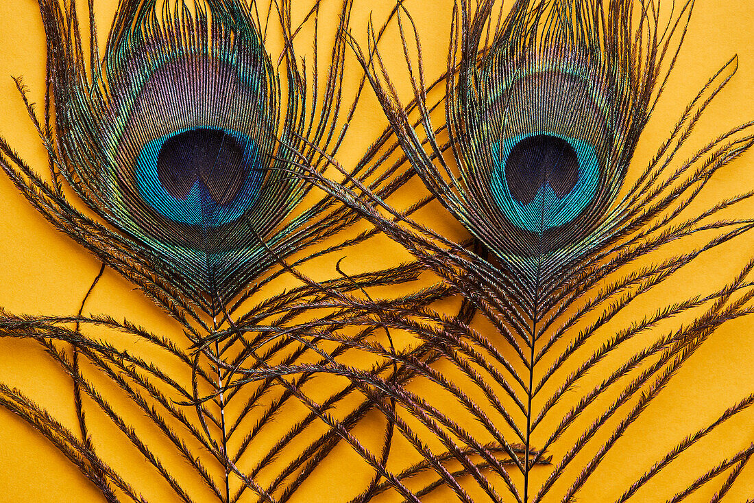 Soft focus of various bright decorative exotic peacock feathers with thin stems placed on yellow background in light modern studio