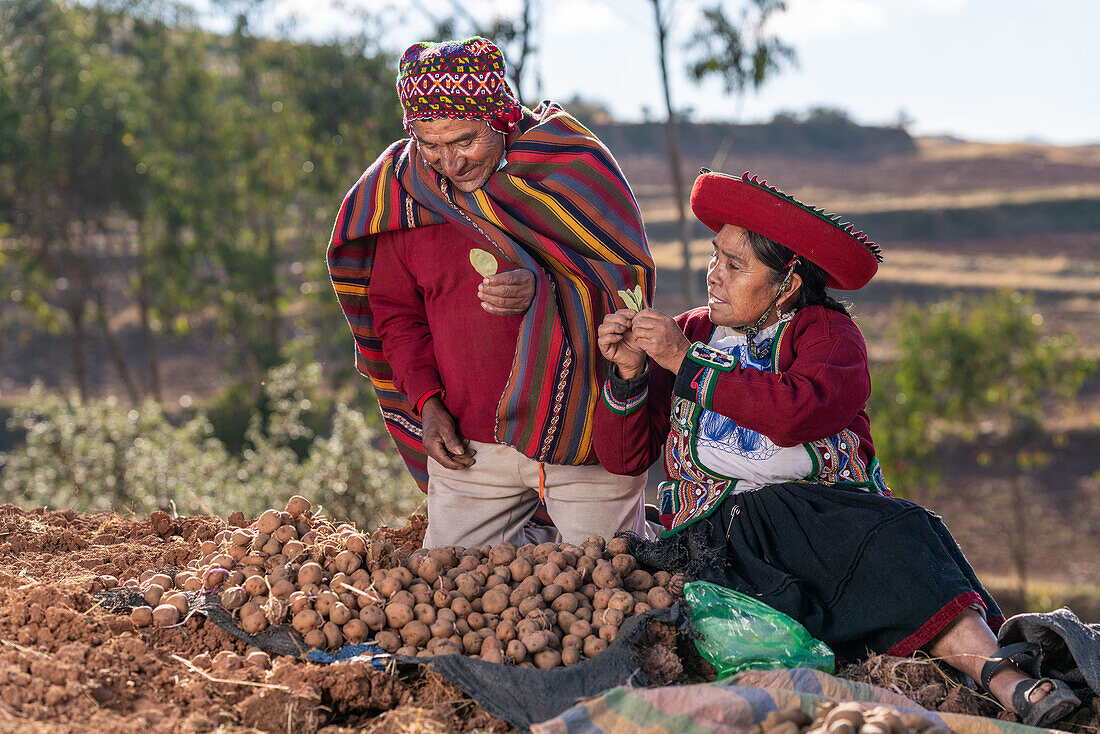Aged couple of Peruvian farmers in colorful traditional wear standing in rural area near heap of fresh potato in harvest season in Chinchero