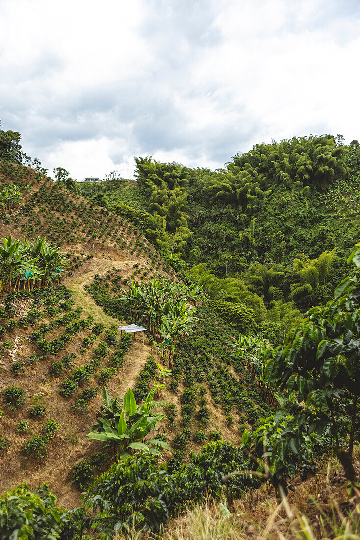 Hügel mit grünen Sträuchern und tropischen Pflanzen auf einer Kaffeeplantage im Departement Quindio in Kolumbien