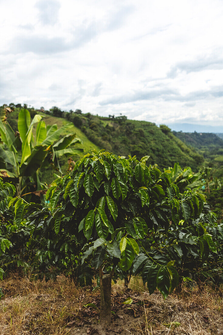 Hügel mit grünen Sträuchern und tropischen Pflanzen auf einer Kaffeeplantage im Departement Quindio in Kolumbien