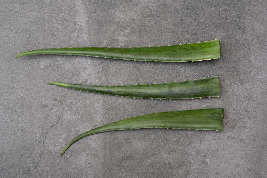 From above of green aloe vera leaves placed in row on gray table in studio
