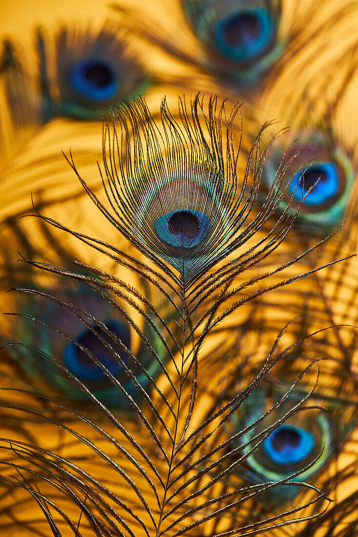 Soft focus of various bright decorative exotic peacock feathers with thin stems placed on yellow background in light modern studio