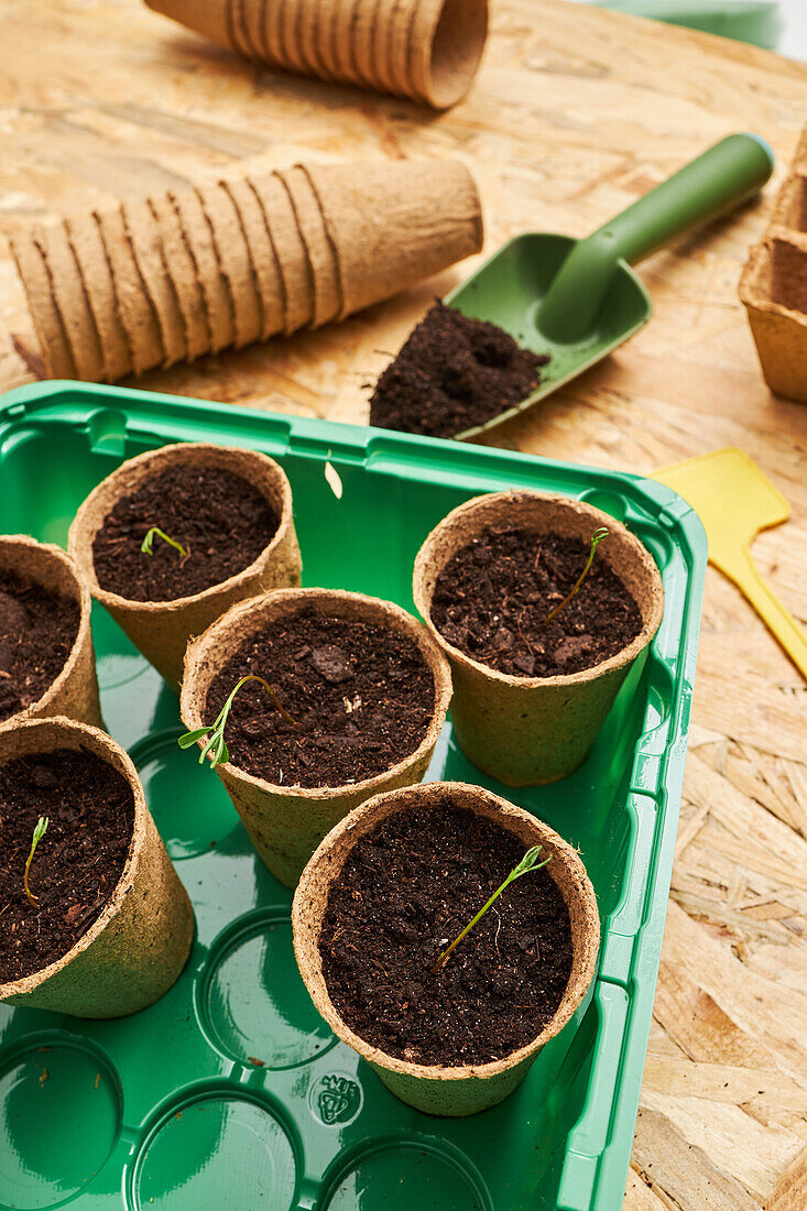 Shovel with soil against eco cups with growing seedlings in plastic container on table