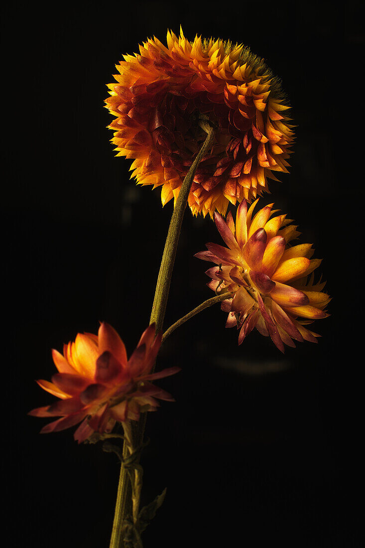 Delicate strawflowers with orange and yellow petals on black background in dark studio