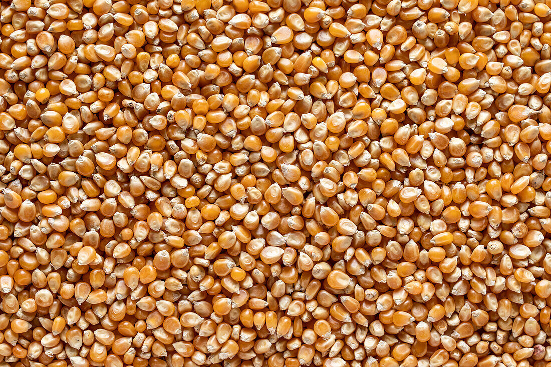 Full frame background top view of raw yellow corn seeds scattered on surface