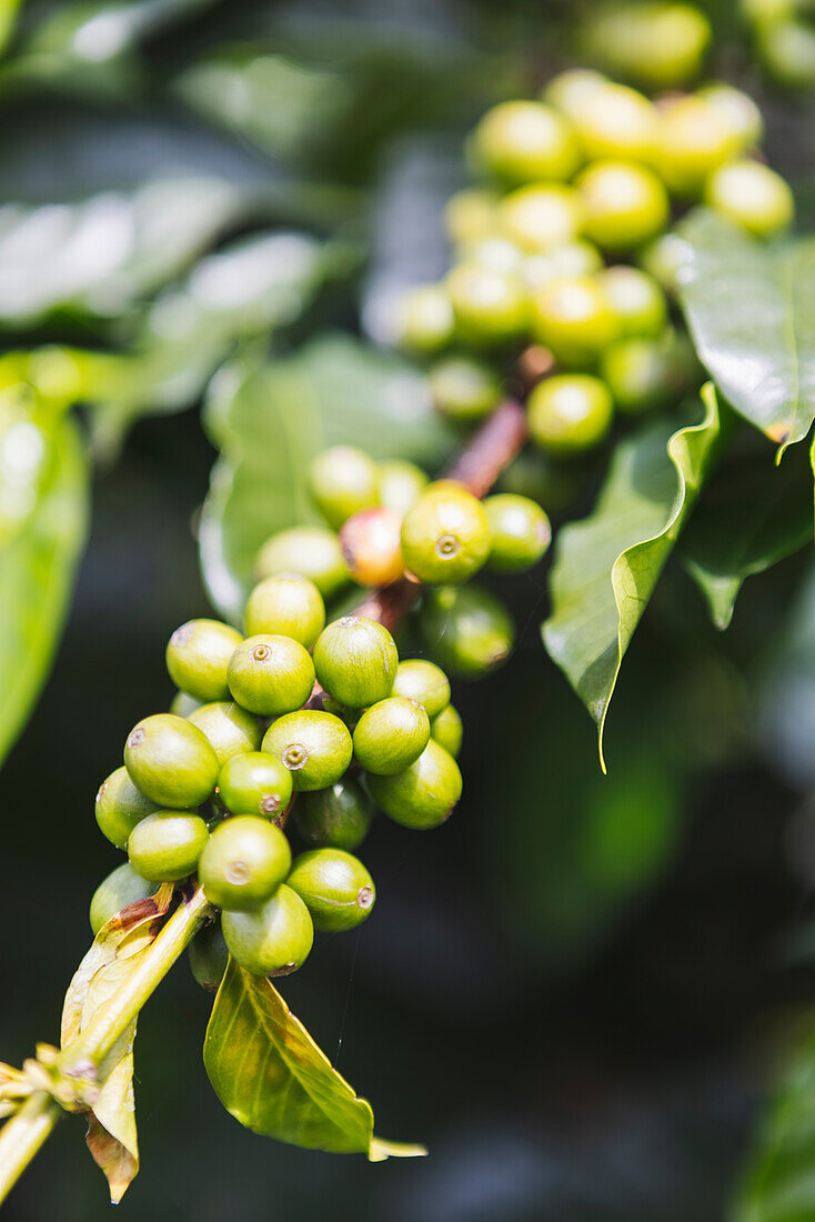 Nahaufnahme von unreifen grünen Kaffeefrüchten auf einem Baumzweig mit Blättern auf einer Plantage in der Stadt Armenia im Departement Quindio in Kolumbien