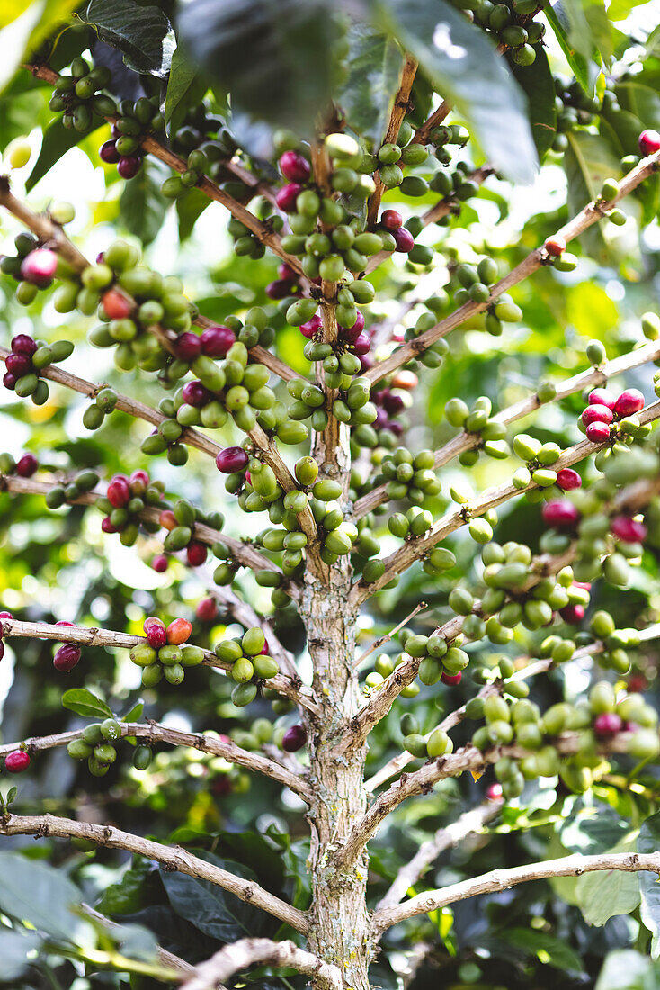 Grüne und rote Arabica-Kaffeefrüchte reifen an den Zweigen eines Baumes auf einer Plantage in der Stadt Armenia im Departement Quindio in Kolumbien