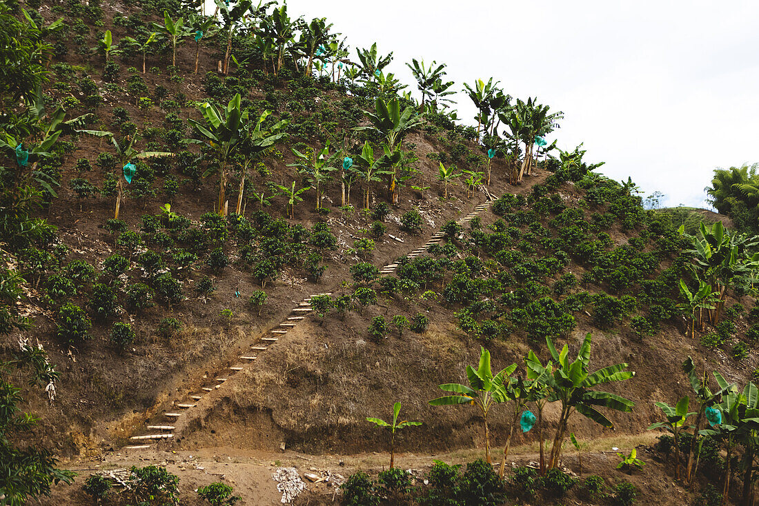 Treppe an einem Hang mit grünen Sträuchern und tropischen Pflanzen auf einer Kaffeeplantage im Departement Quindio in Kolumbien