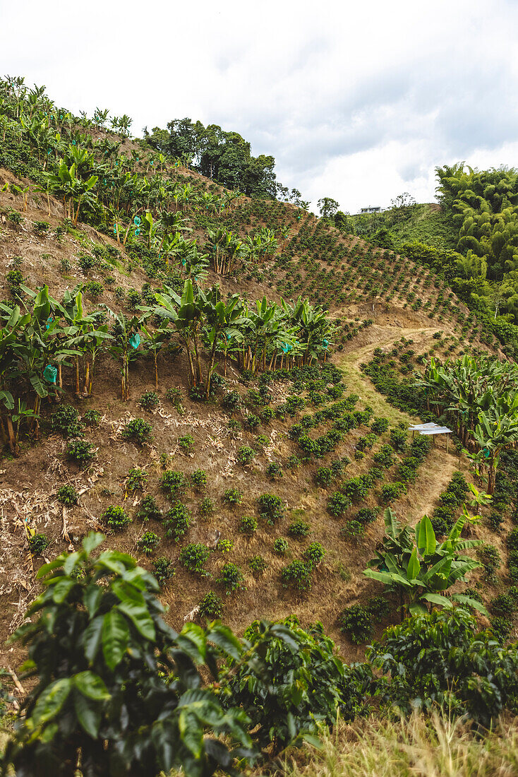 Hügel mit grünen Sträuchern und tropischen Pflanzen auf einer Kaffeeplantage im Departement Quindio in Kolumbien