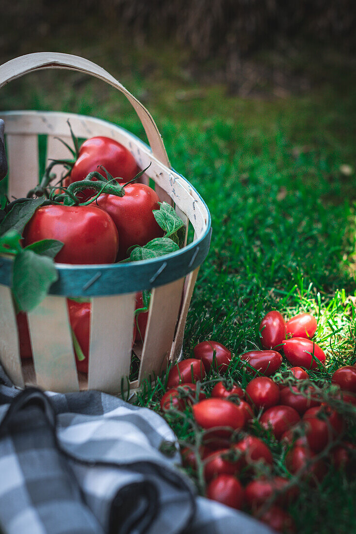 From above of basket with bunch of fresh tomatoes and checkered napkin placed on grassy lawn on summer day in garden
