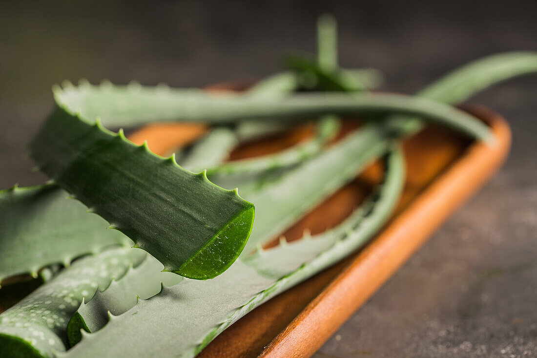 Aloe vera leaves on dark background