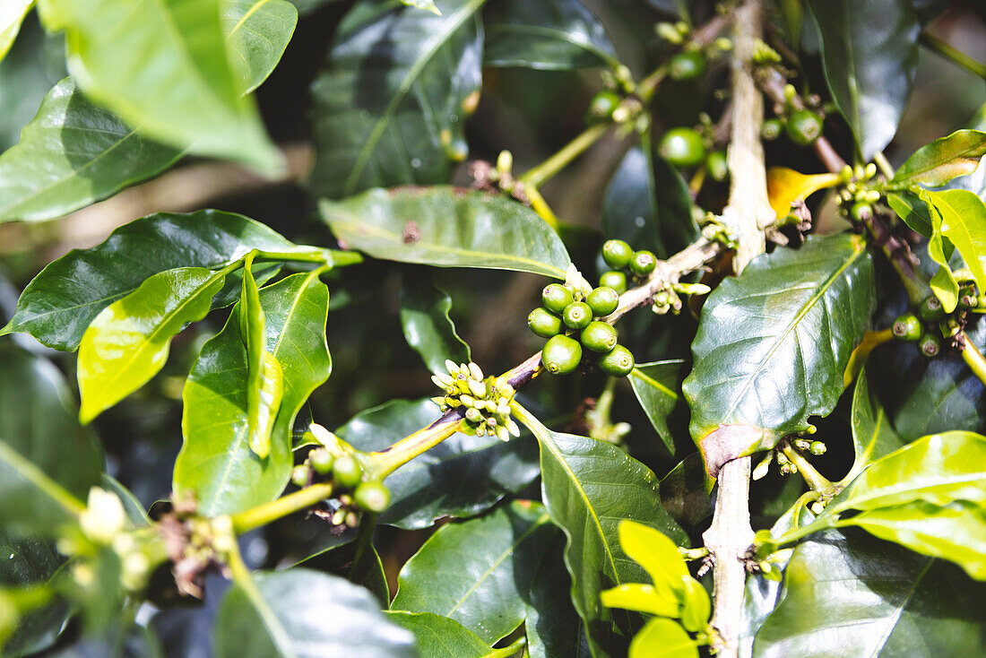 Closeup of unripe green coffee fruits on tree branch with leaves growing on plantation in Armenia city in Quindio Department of Colombia