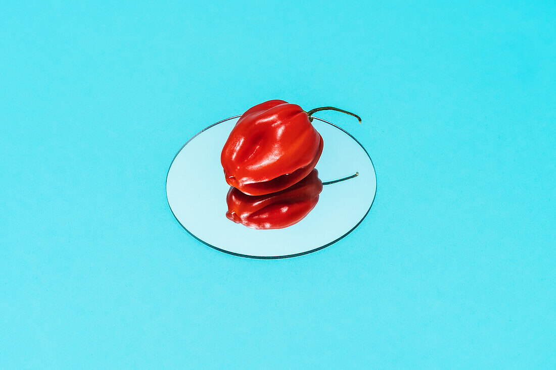High angle of ripe red habanero pepper placed on round mirror on blue background