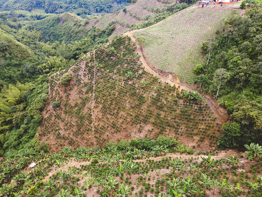 Treppe an einem Hang mit grünen Sträuchern und tropischen Pflanzen auf einer Kaffeeplantage im Departement Quindio in Kolumbien
