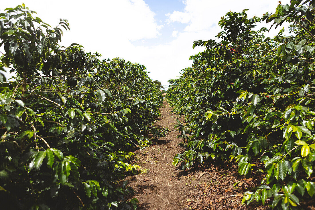 Grüne Kaffeesträucher in Reihen auf einer landwirtschaftlichen Plantage mit bewölktem Himmel im Departement Quindio in Kolumbien