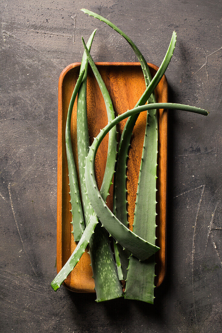 Aloe vera Blätter auf dunklem Hintergrund