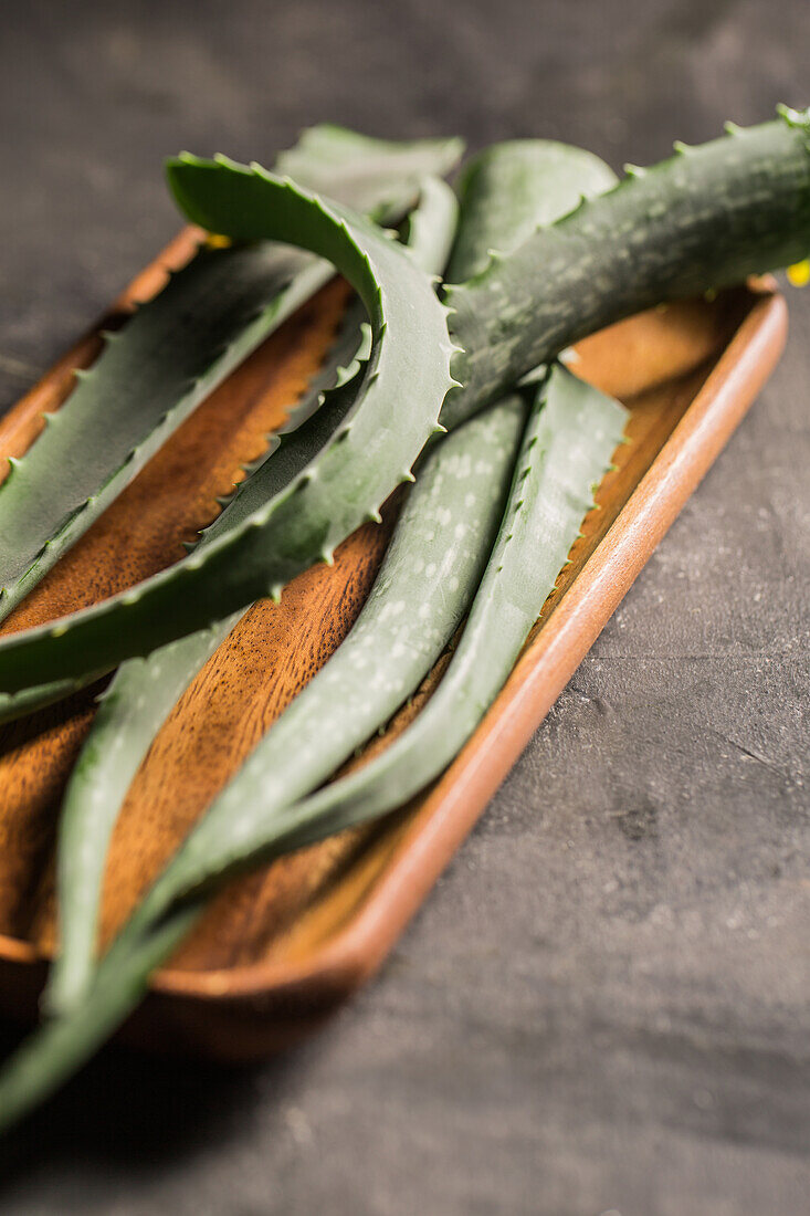 Aloe vera leaves on dark background