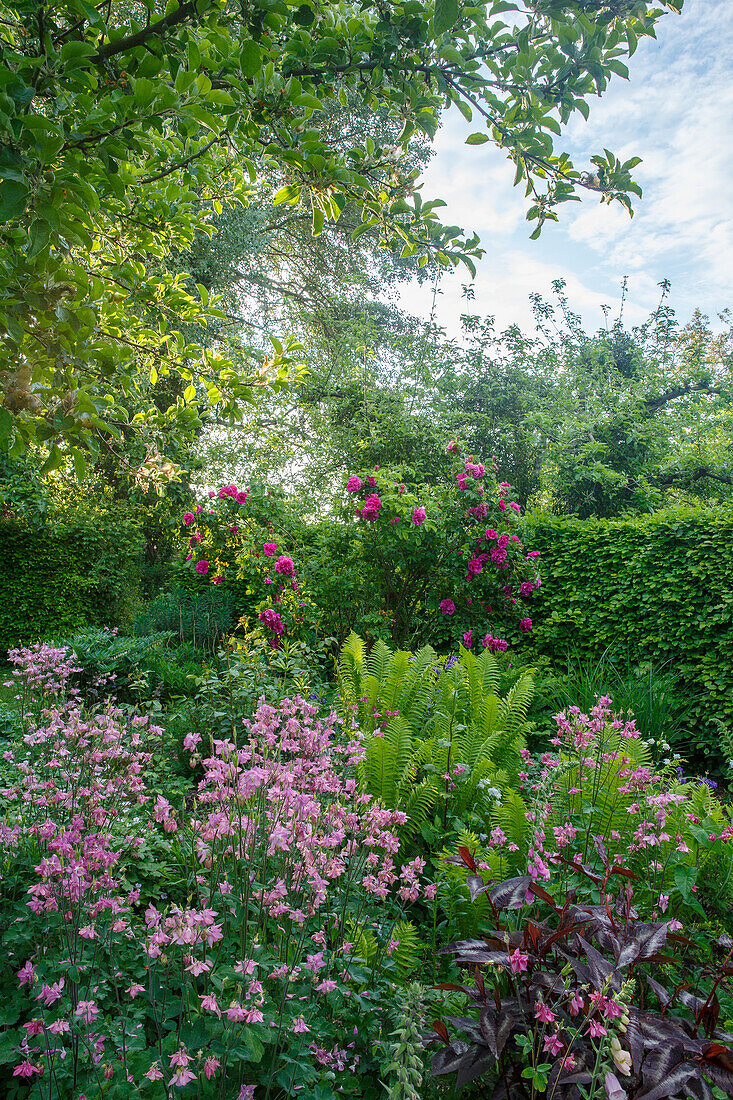 Flowering garden in summer with aquilegia and roses (pink)