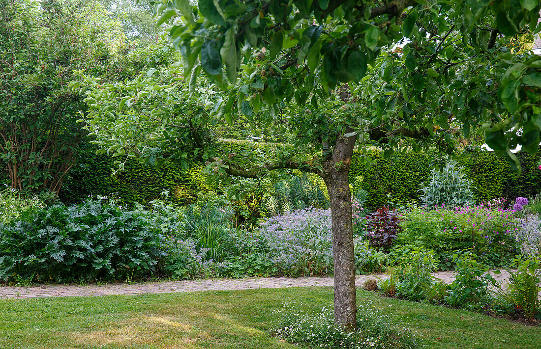 Well-tended garden with tree, hedge and flowering perennials in summer