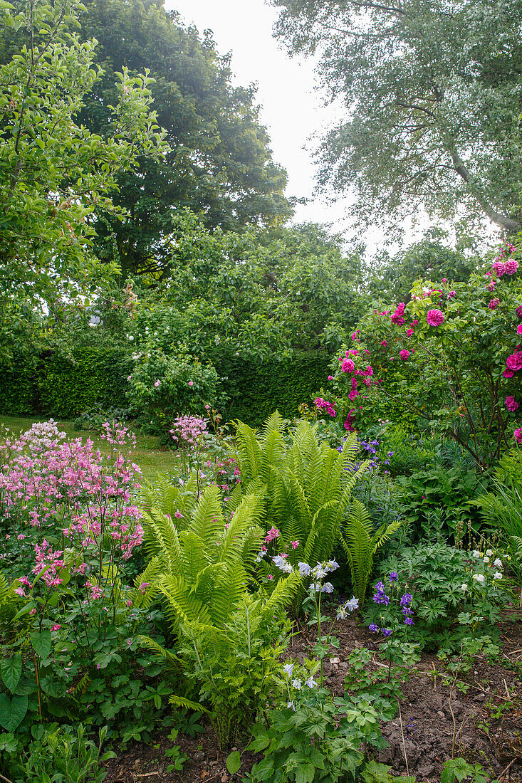 Üppiger Sommergarten mit Farnen und blühenden Sträuchern