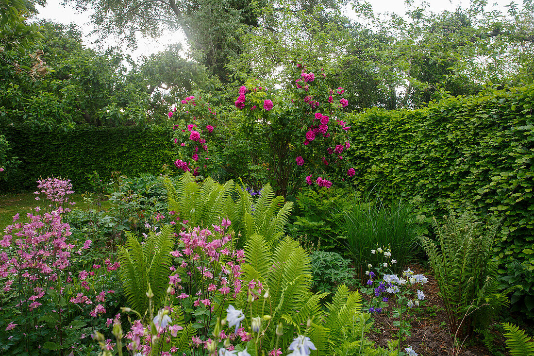 Gut gepflegter Garten mit leuchtenden Blumen und Farnen