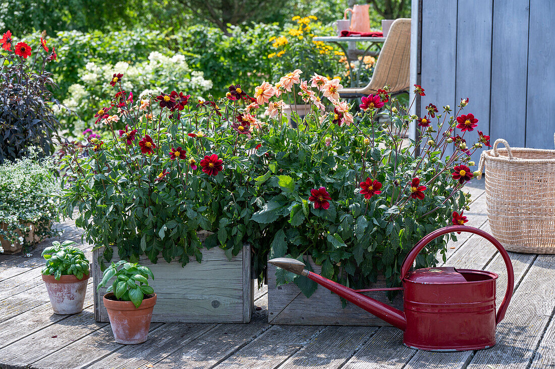 Insect-friendly dahlia mix (Dahlia) in a wooden box on the patio