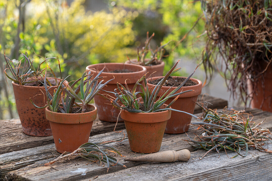 Propagation of the cattail plant (Bulbine frutescens ) by cuttings in clay pots