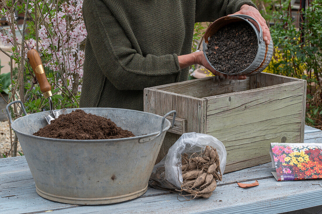 Planting insect-friendly dahlia mix (Dahlia) in wooden box, dahlia tubers in pack, add in clay stones as drainage layer