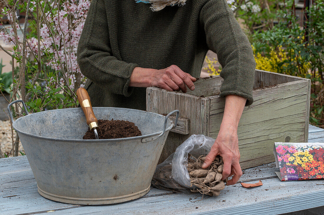 Insect-friendly dahlia mix (Dahlia), remove dahlia tubers from packaging and place in wooden box