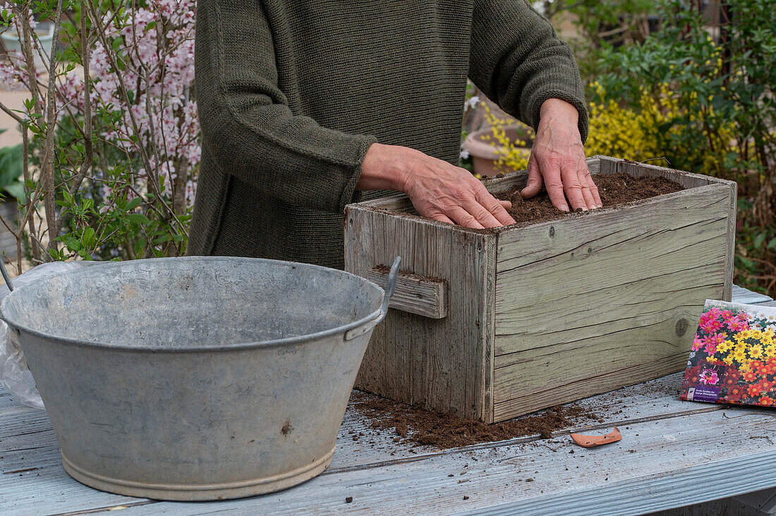 Place insect-friendly dahlia mix (Dahlia) in wooden box, cover dahlia tubers with soil and press down