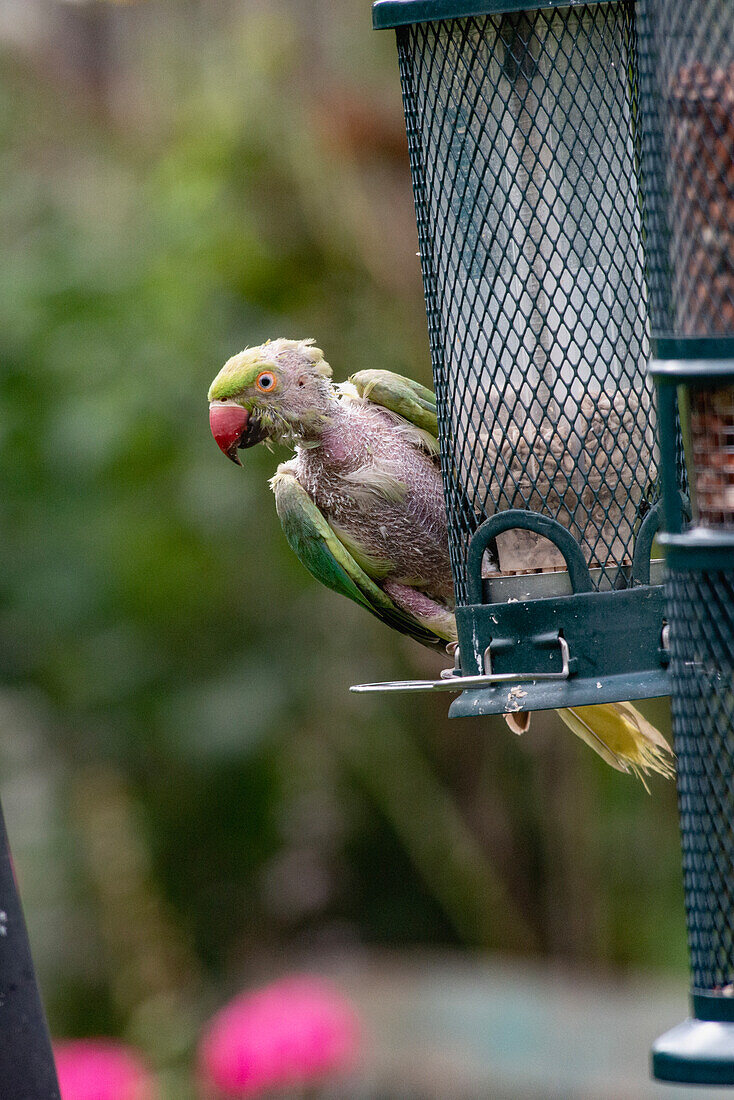 Rose-ringed parakeet with feather loss