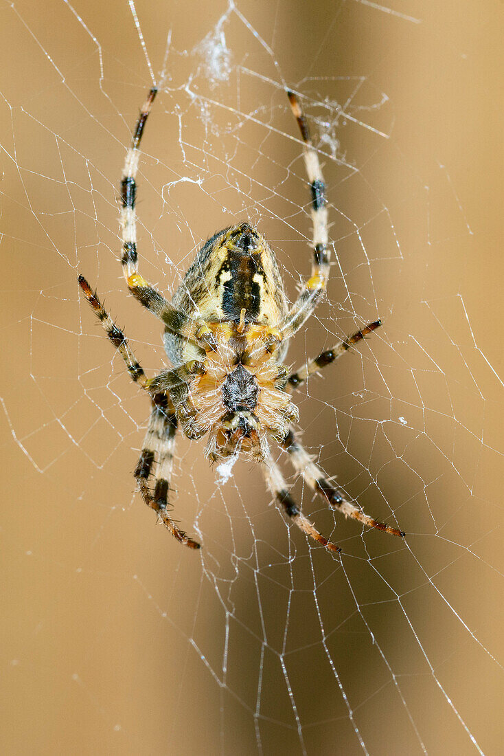 European garden spider on a web