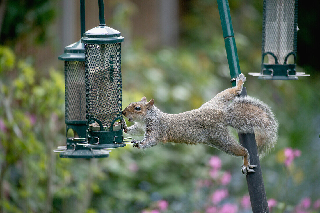 Grey squirrel on bird feeders
