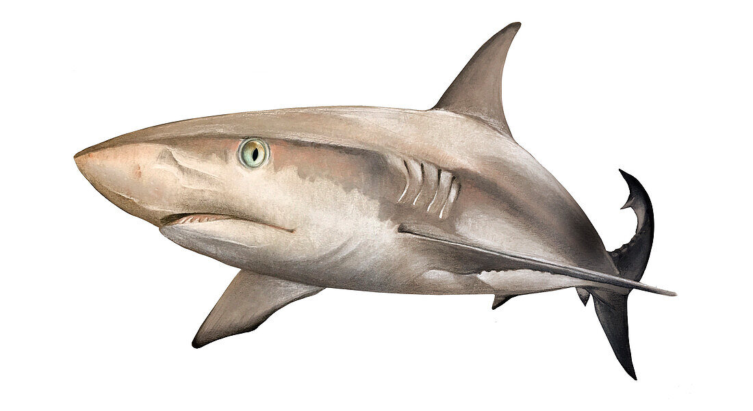 Caribbean reef shark, illustration