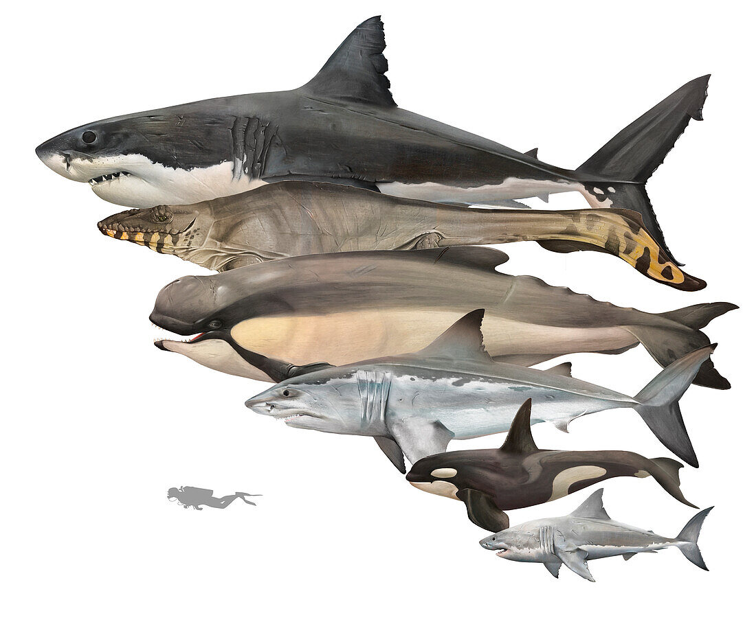 Giants of the deep sea, illustration