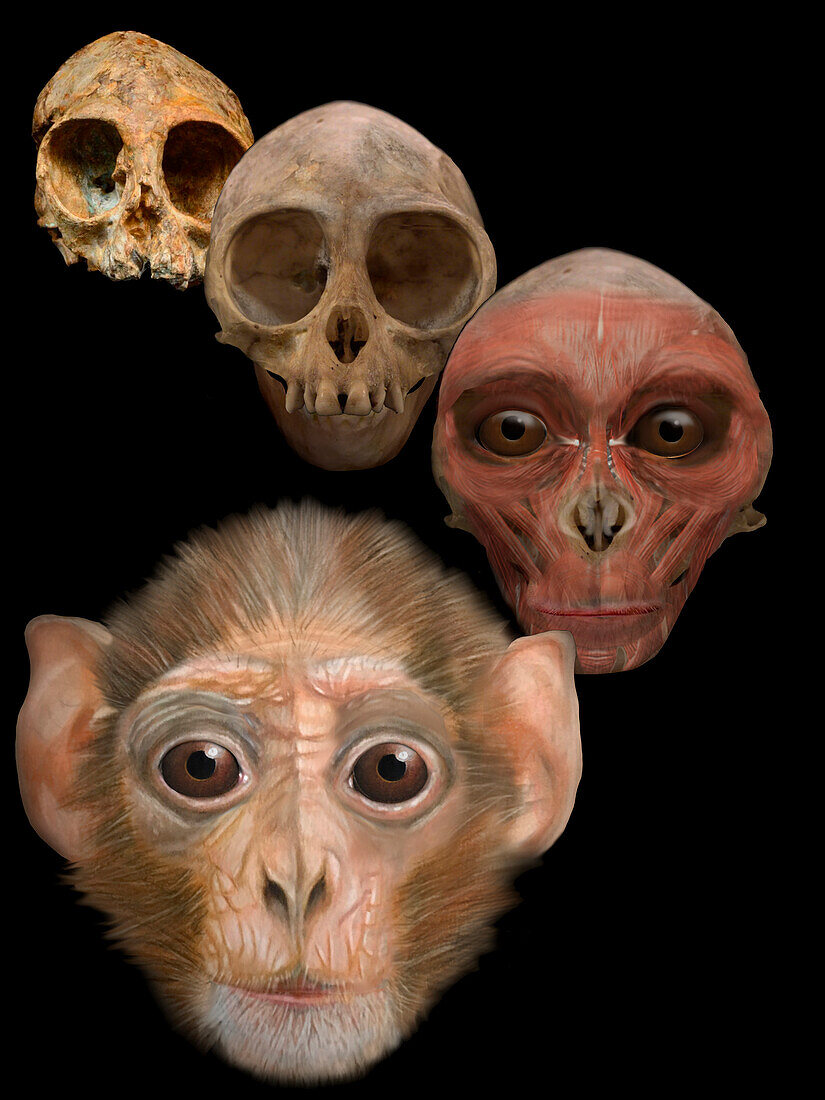 Prehistoric ape, illustration