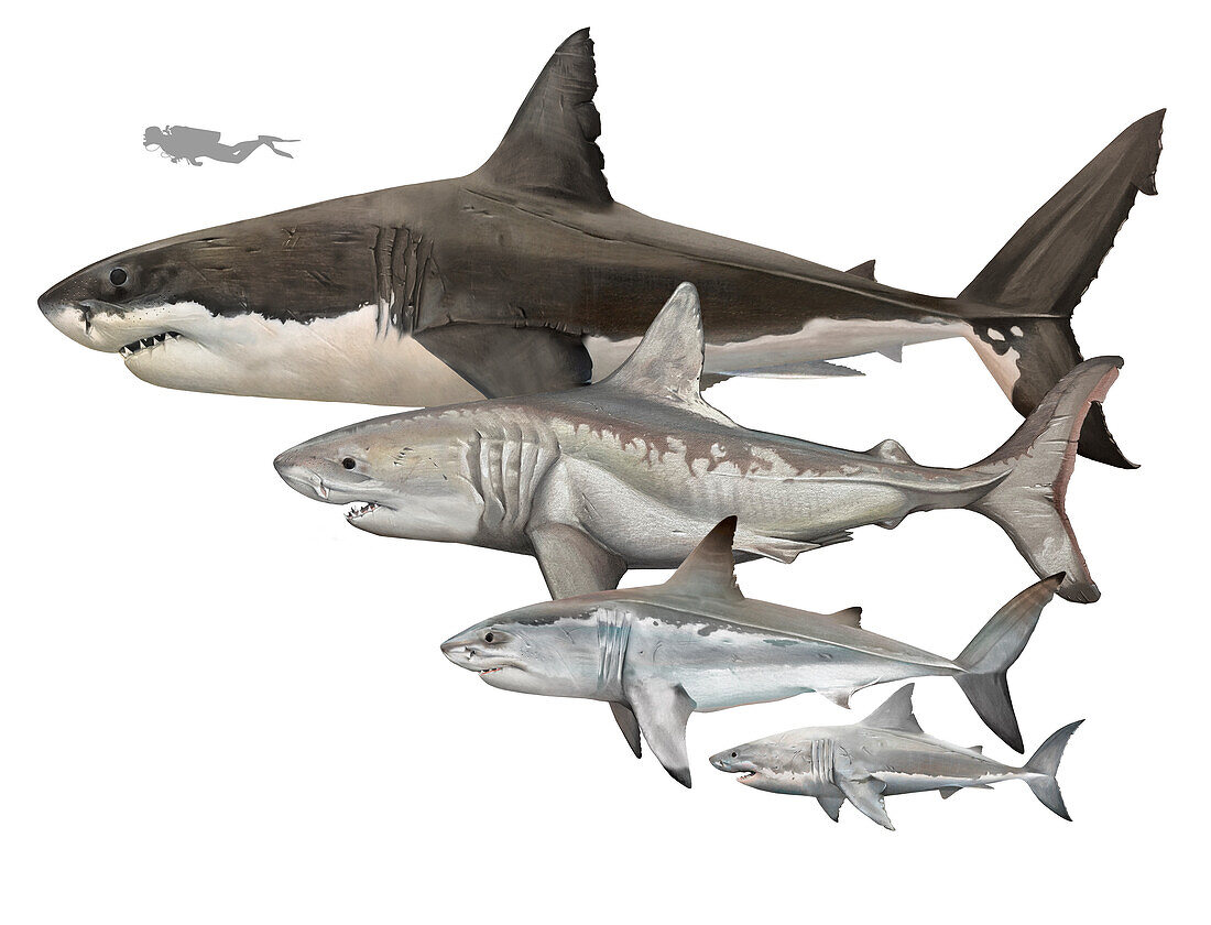 Prehistoric sharks, illustration