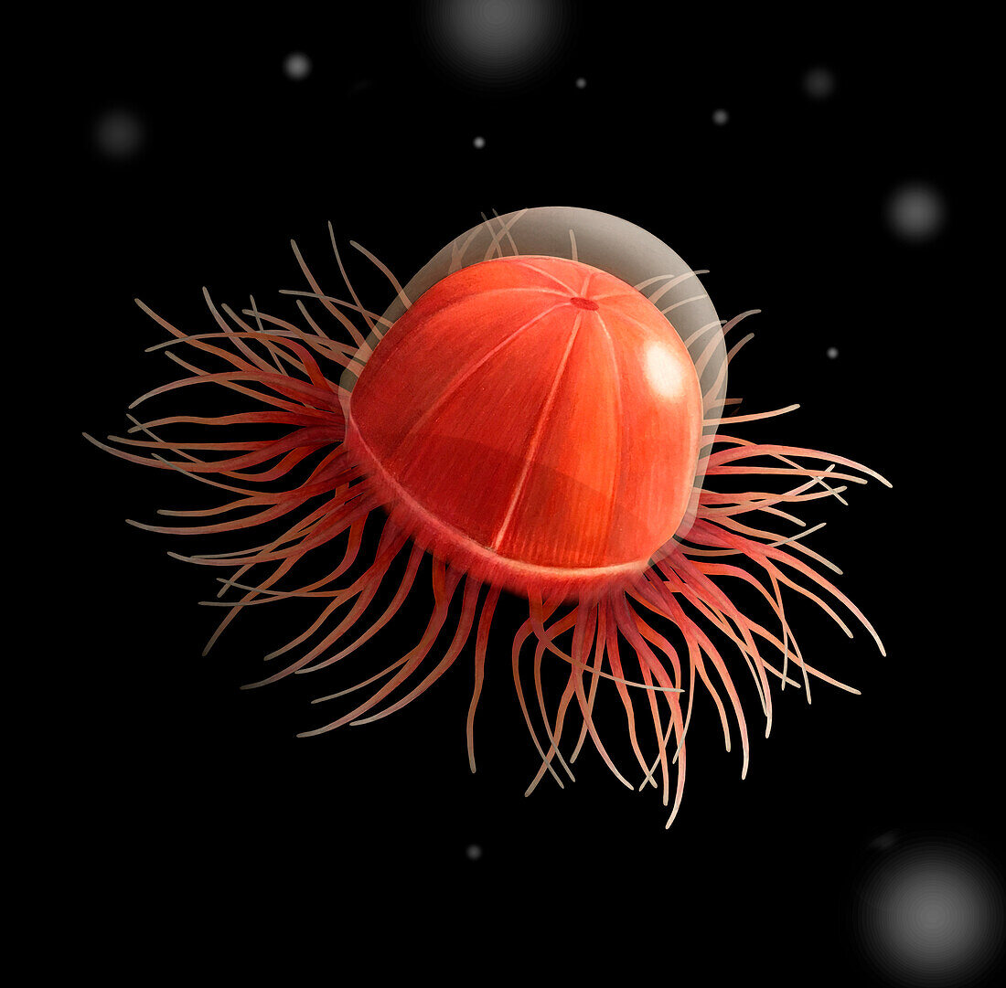 Deep red jellyfish, illustration