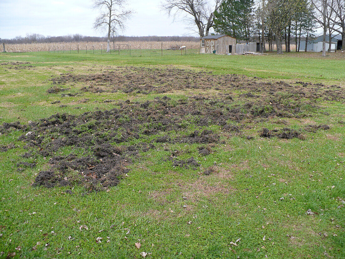 Damage caused by feral swine, USA