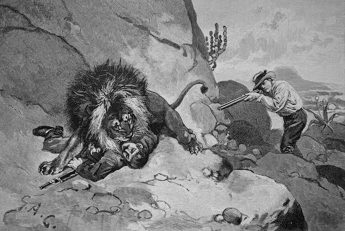 Lion hunting in South Africa, illustration