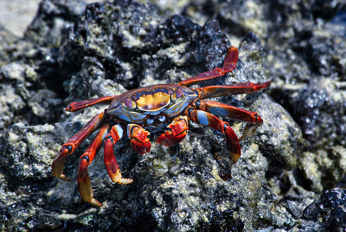 Sally lightfoot crab on rocks