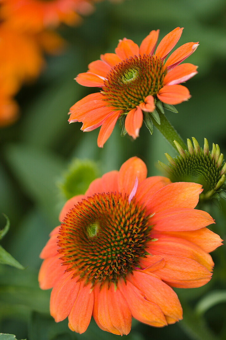 Coneflowers (Echinacea sp. 'Sombrero Flamenco Orange')