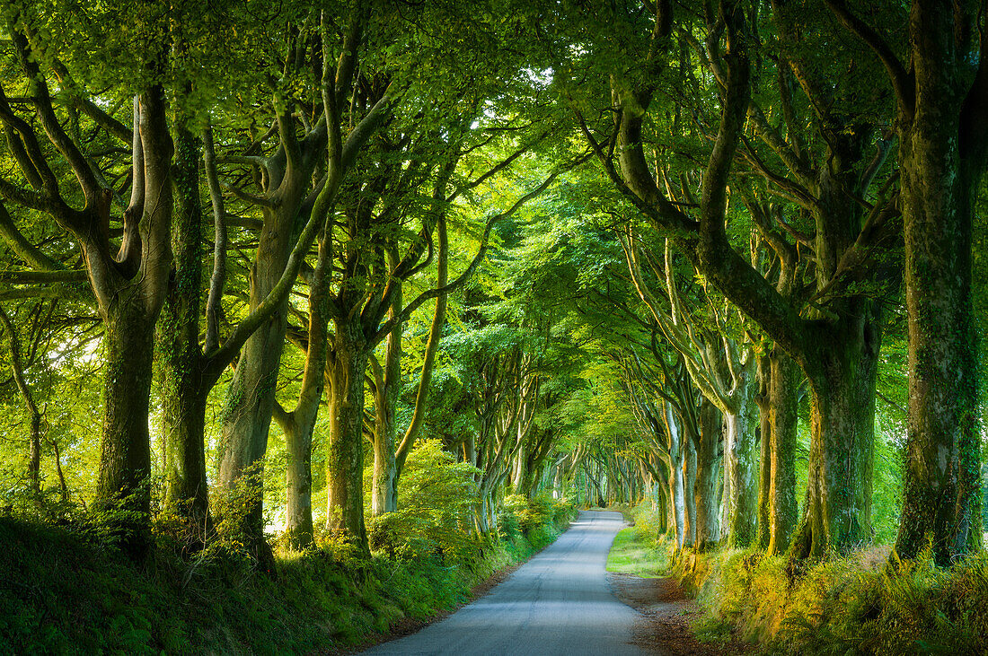 Avenue of mature beech (Fagus sylvatica) trees