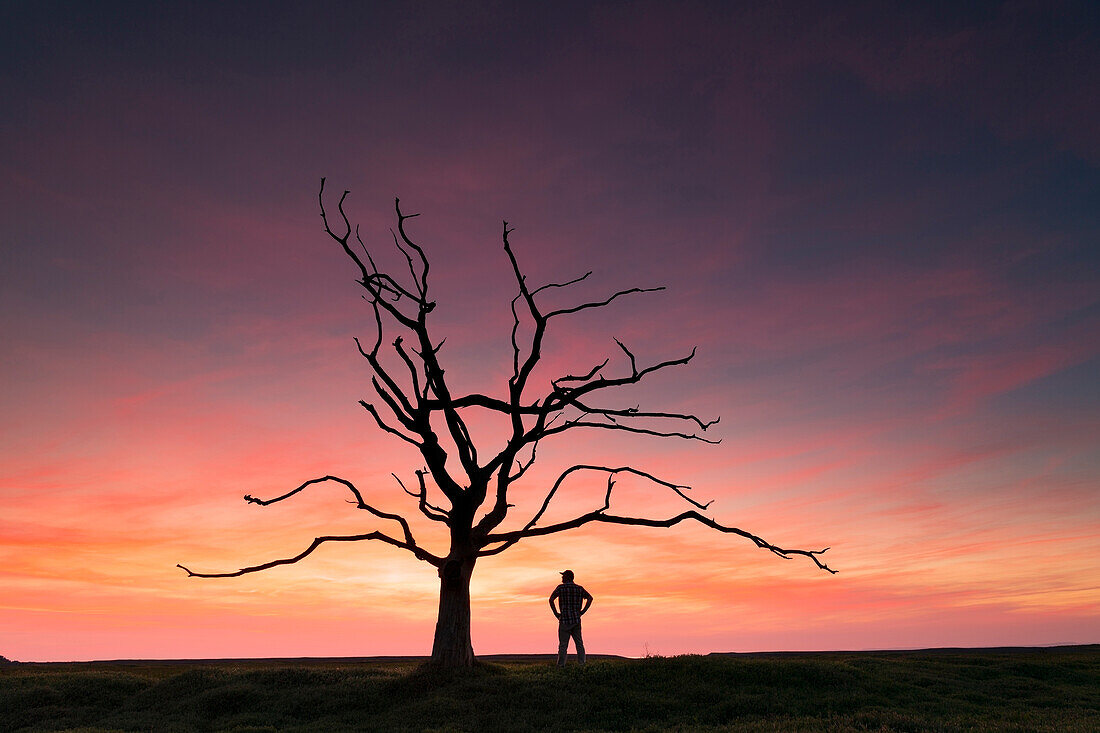 Man standing next to dead tree sunset