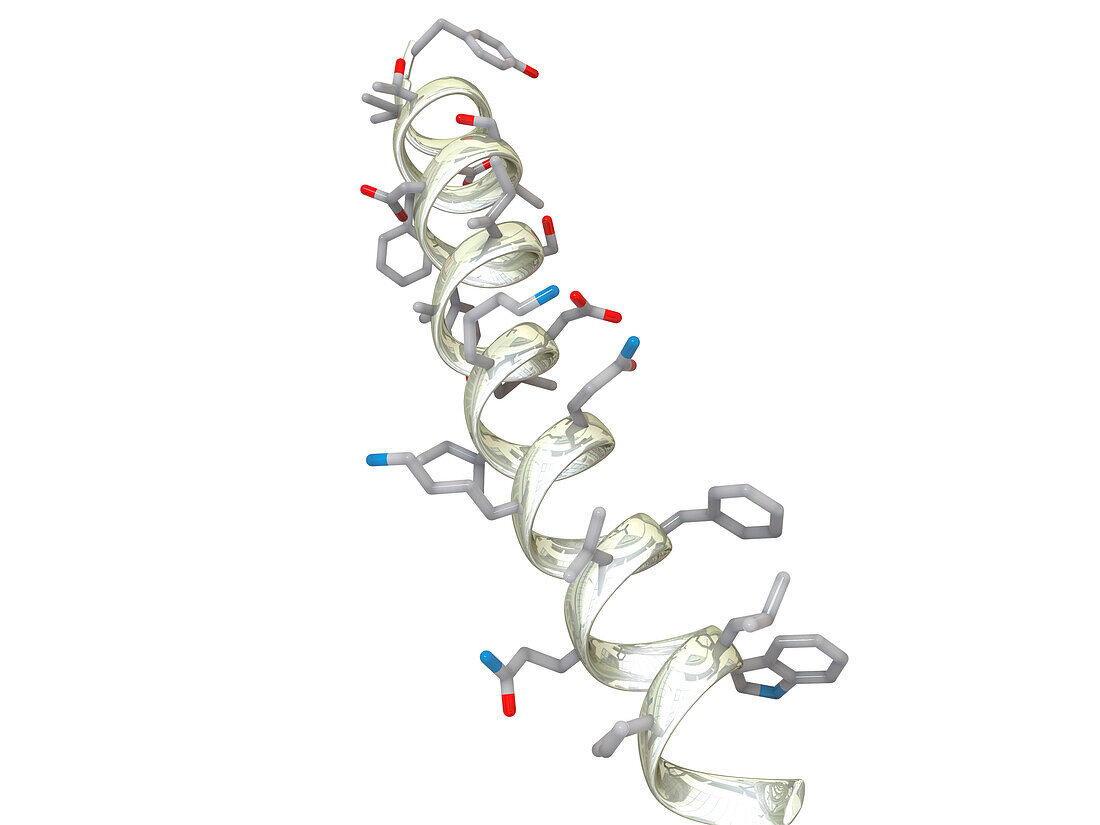 Antidiabetic drug tirzepatide molecular structure, illustration