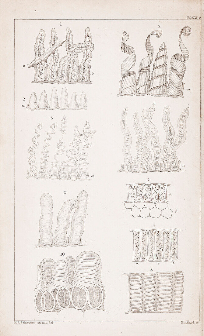 Epidermal plant cells, 19th century illustration